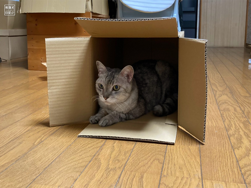 猫の箱獲り合戦