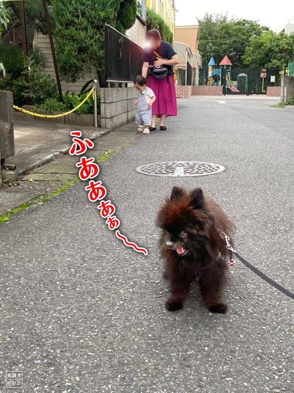 だるまさんが転んだ 地元の神社で３年ぶりの夏祭り 後編 熊猫犬日記