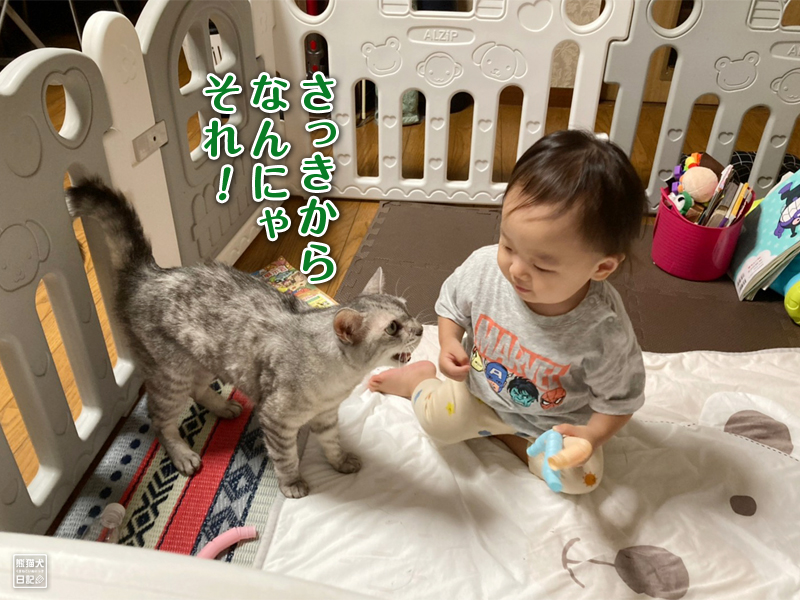 猫と幼児とジャバラ