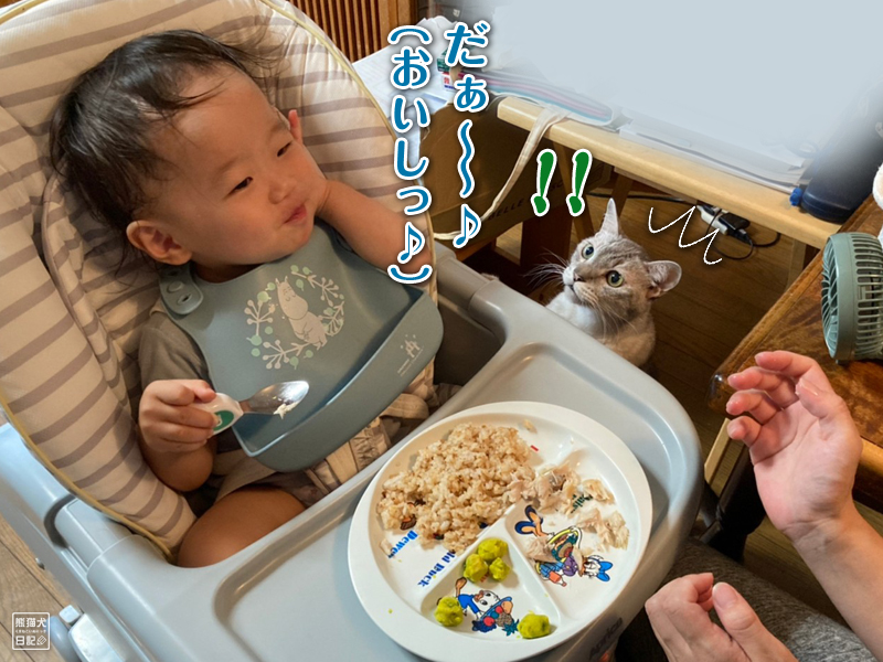 一歳児の食事と怒り猫