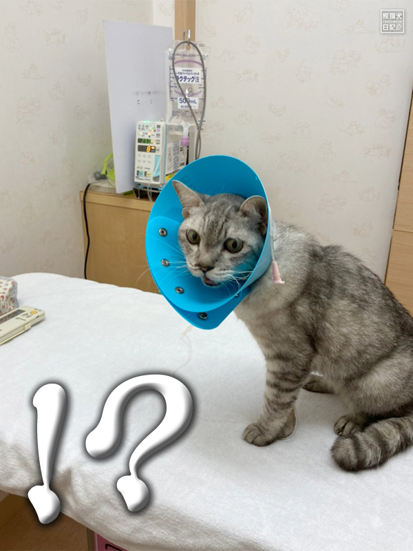猫の入院