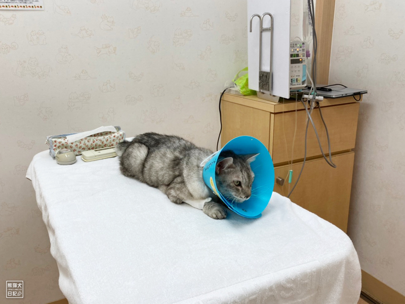 猫の入院