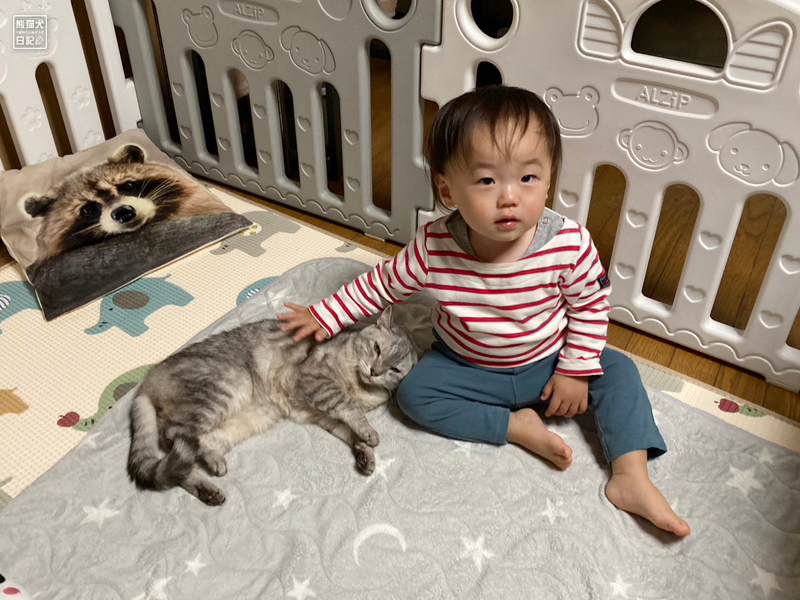 一歳児と猫
