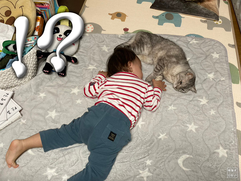 一歳児と猫