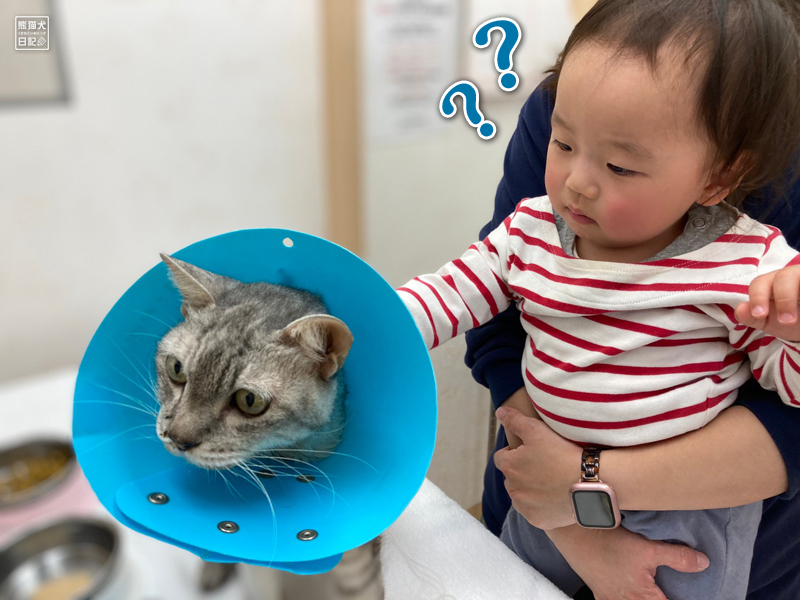 入院中の猫と面会