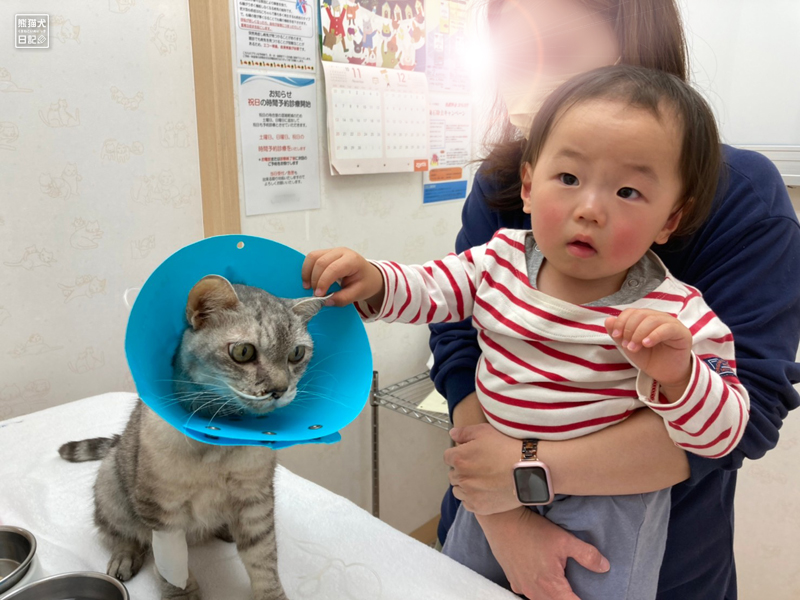 入院中の猫と面会