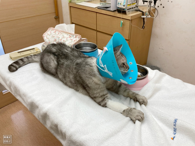 入院中の猫