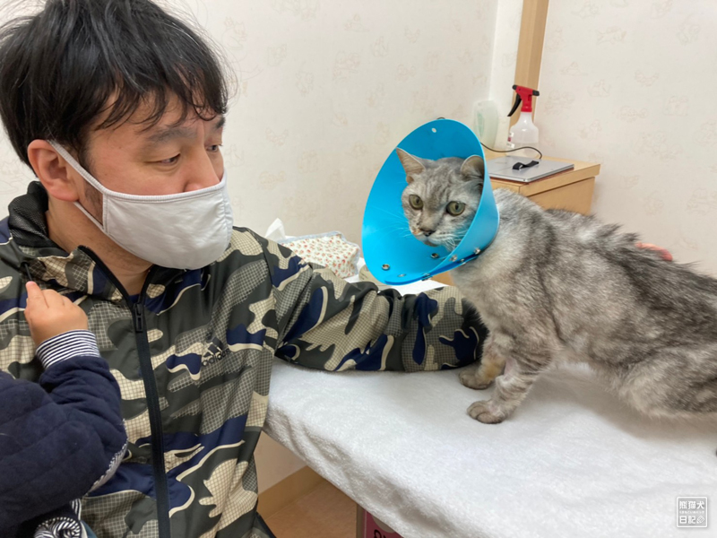 入院中の猫の面会