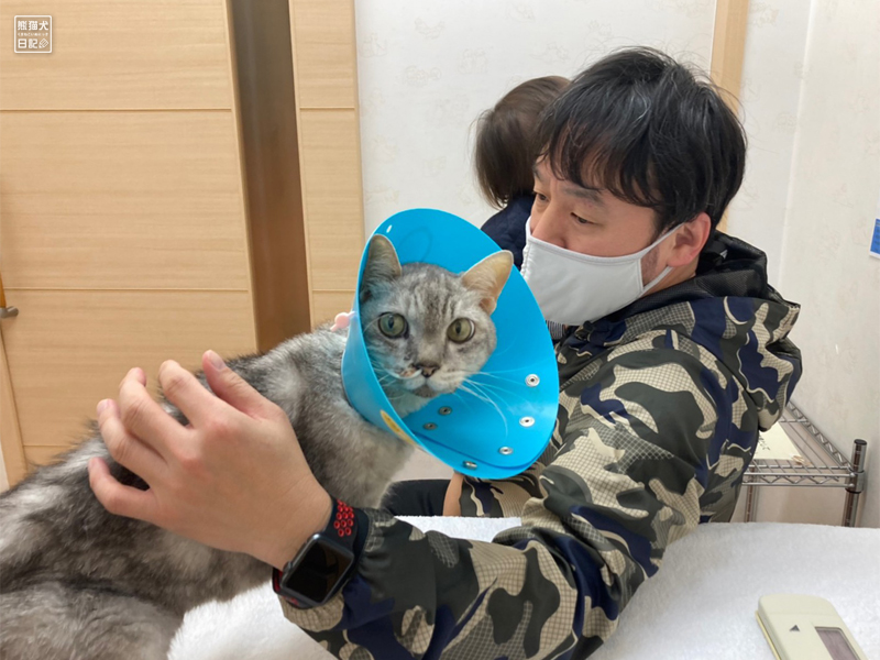 入院中の猫の面会