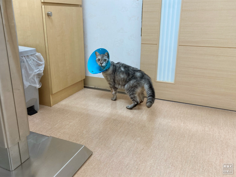 入院中の猫との面会