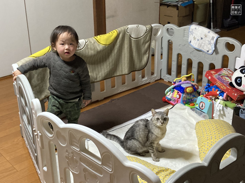 一歳児と天然猫