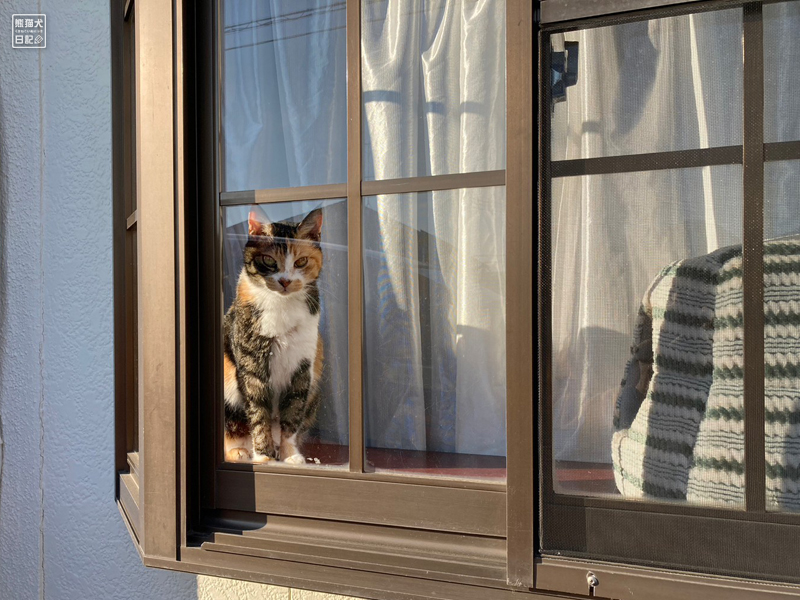出窓に猫
