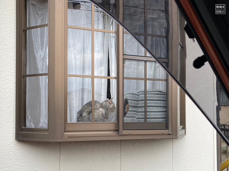 出窓に猫