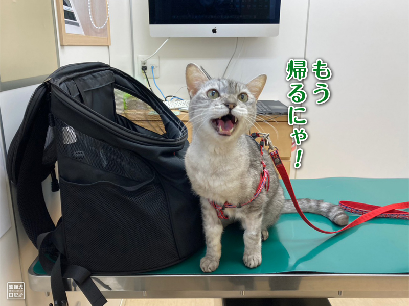 天然猫の血液検査