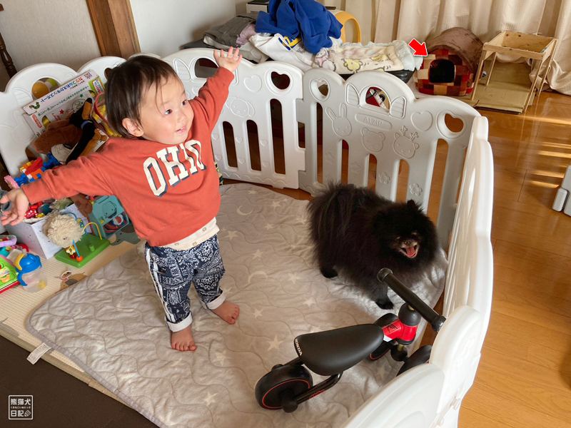 二歳児と黒ポメラニアン真熊