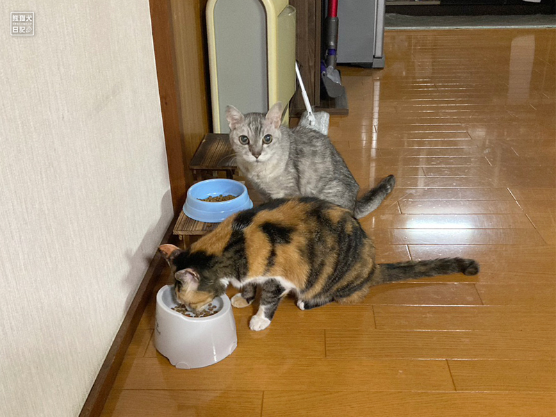 猫たちの食事