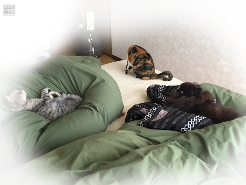ベッドで眠る犬と猫