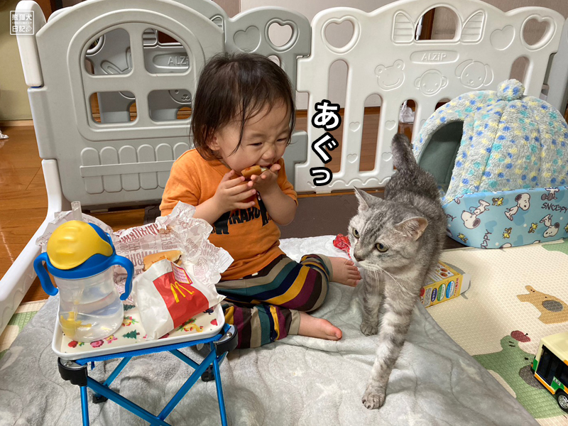 二歳児と猫とマクドナルド