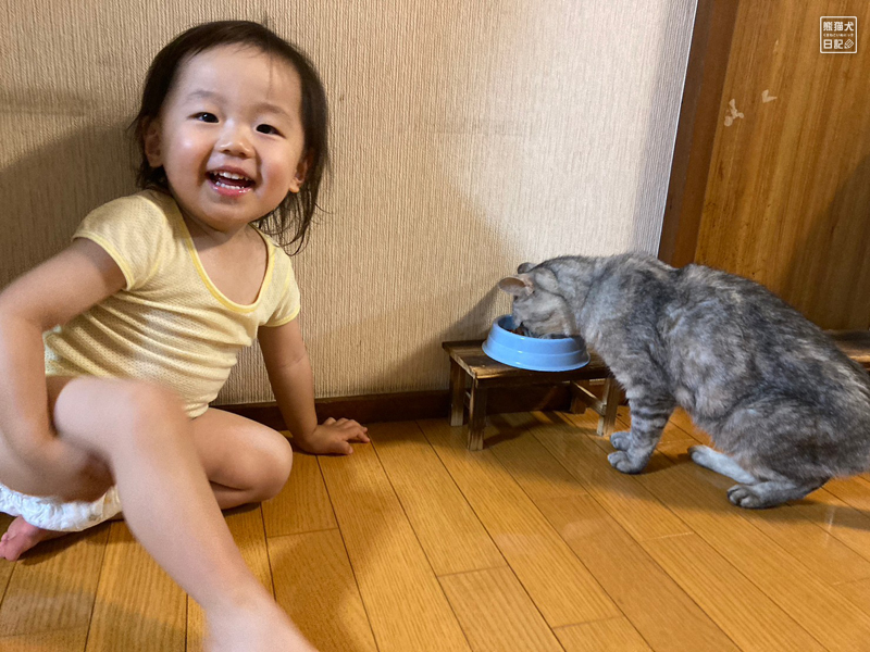二歳児と天然猫の寿喜
