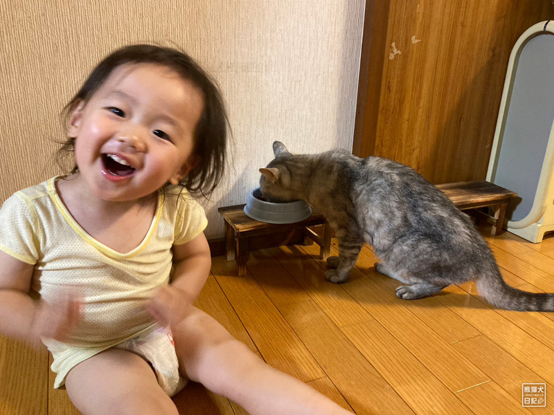 二歳児と天然猫の寿喜