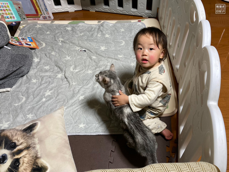 一歳児と天然猫