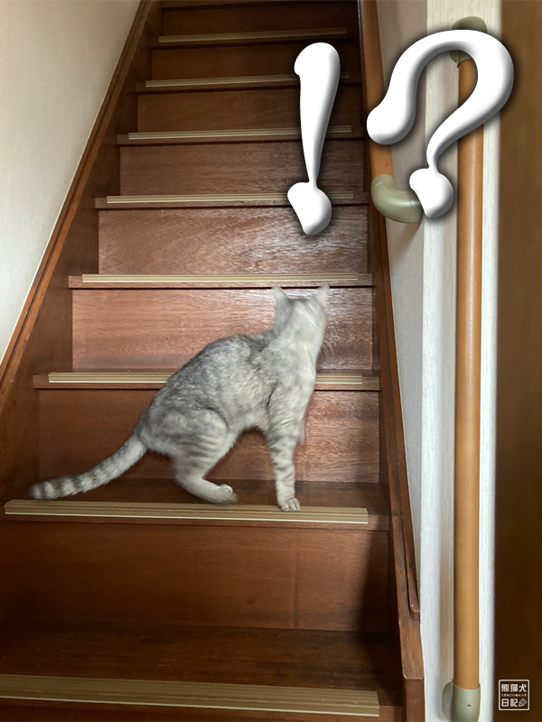 急な階段と天然猫