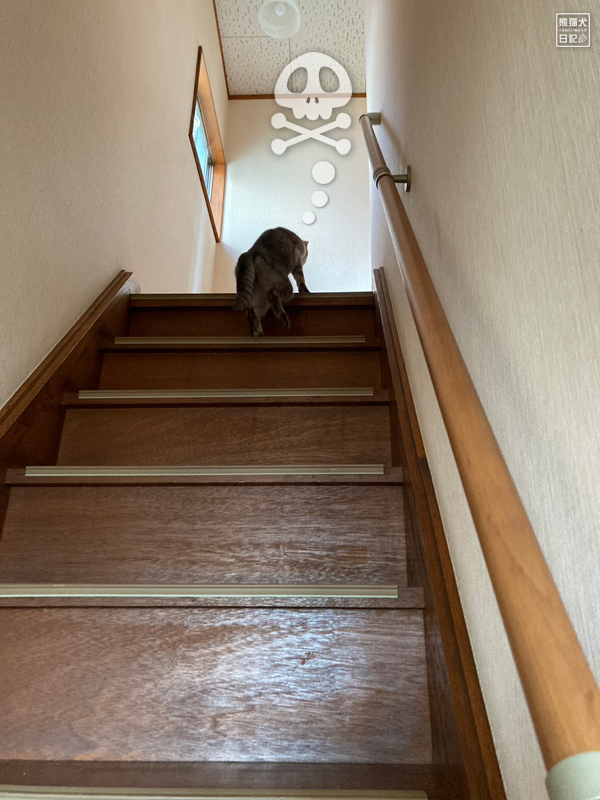 急な階段と天然猫