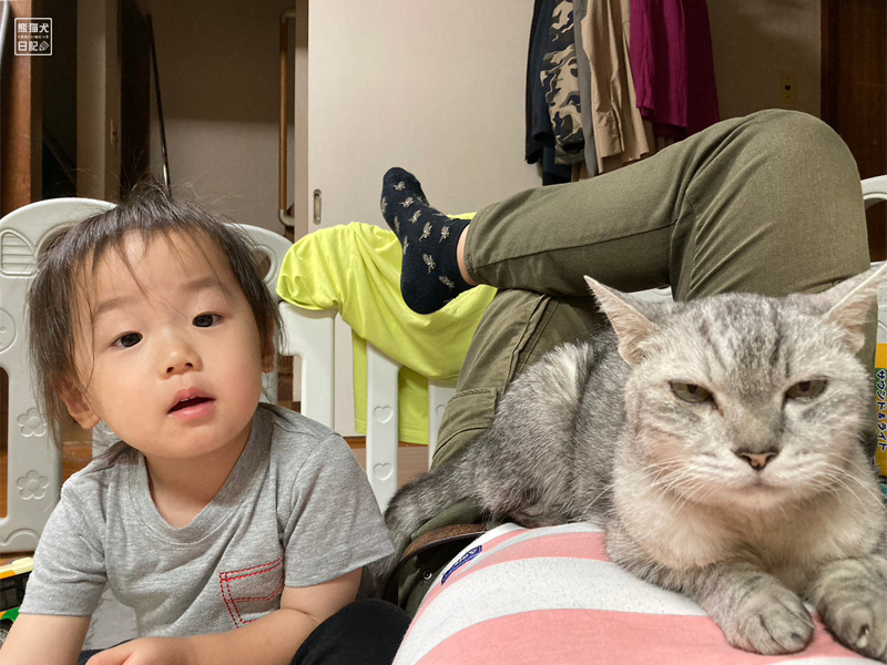 二歳児と天然猫