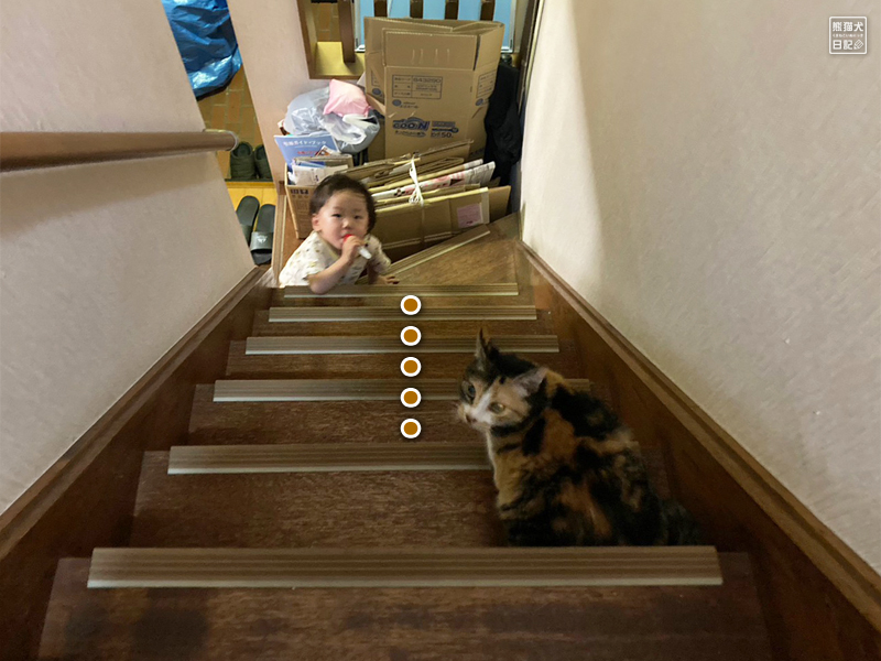 二歳児と三毛猫