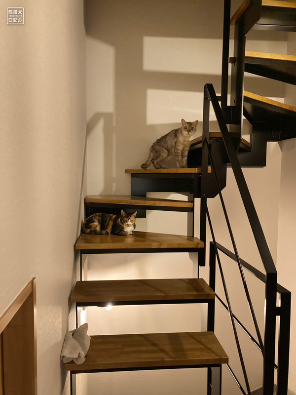 鉄骨階段と猫