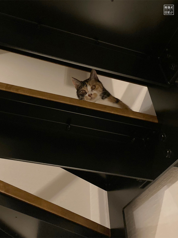 鉄骨階段と猫