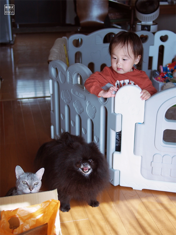 猫と黒ポメラニアンと幼児