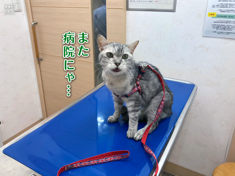 天然猫の通院