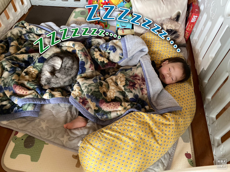天然猫と一歳児のお昼寝