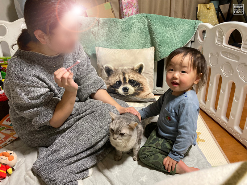 妊婦と天然猫と二歳児