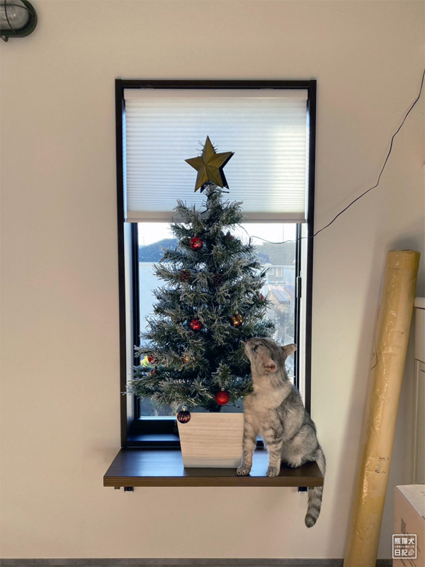 猫とクリスマスツリー
