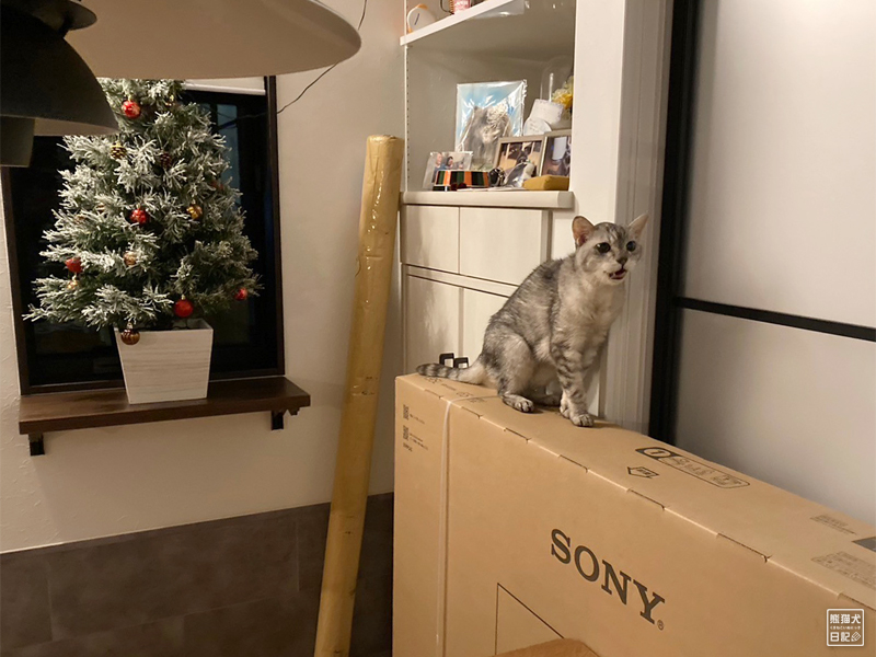 猫とクリスマスツリー