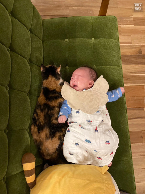 ツンデレ三毛猫と乳児