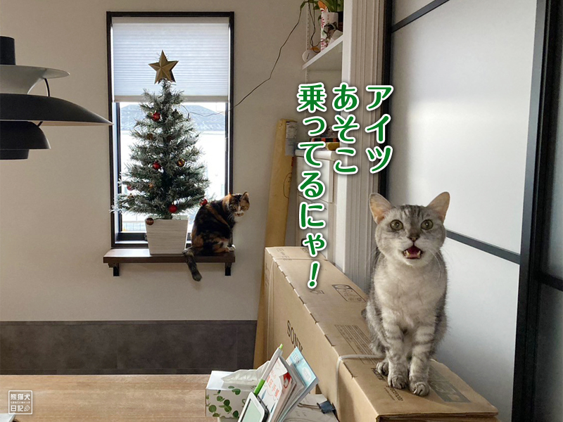 クリスマスツリーと三毛猫と天然猫