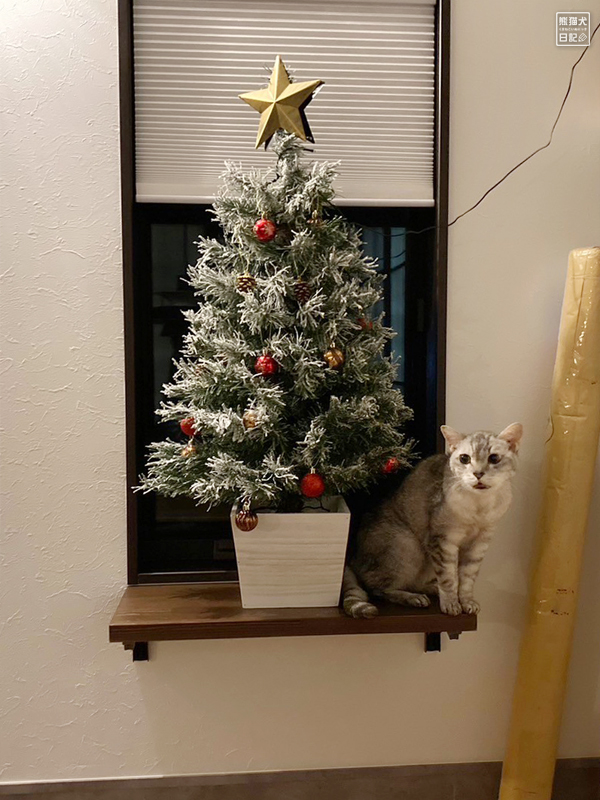 天然猫とクリスマスツリー