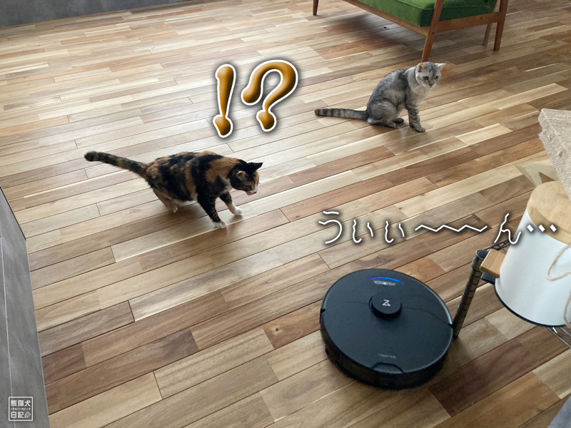 猫とロボット掃除機