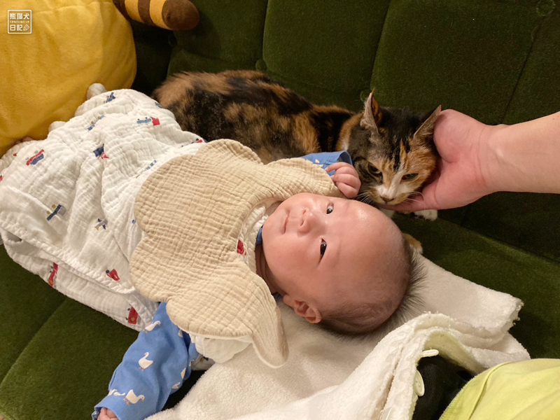 乳児と三毛猫