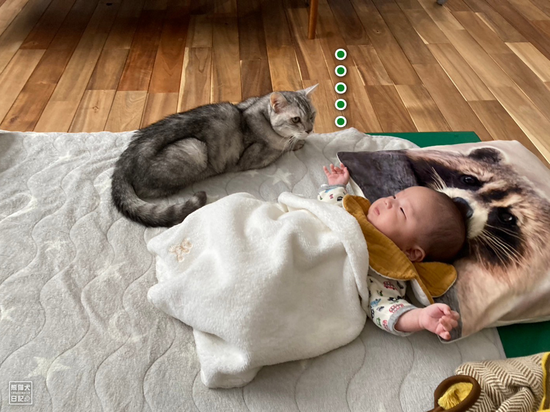 天然猫と乳児