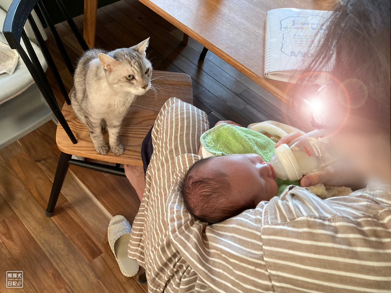 天然猫と乳児