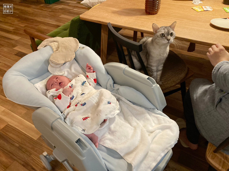 赤ん坊と天然猫