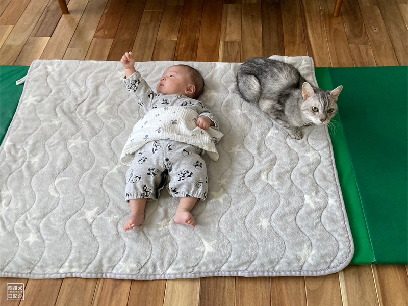 乳児と天然猫