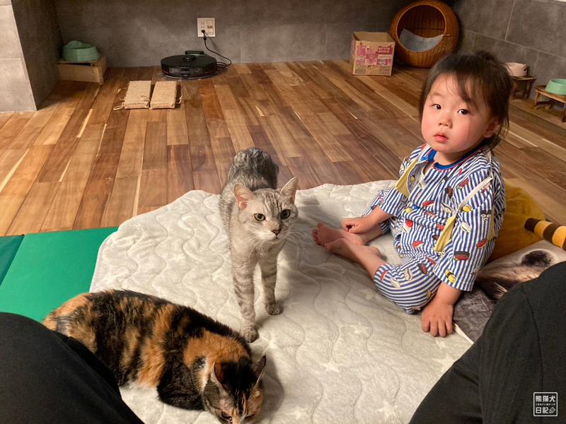 猫たちと三歳児