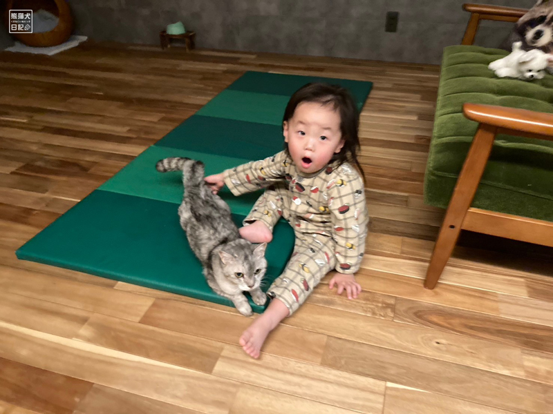 三歳児と天然猫