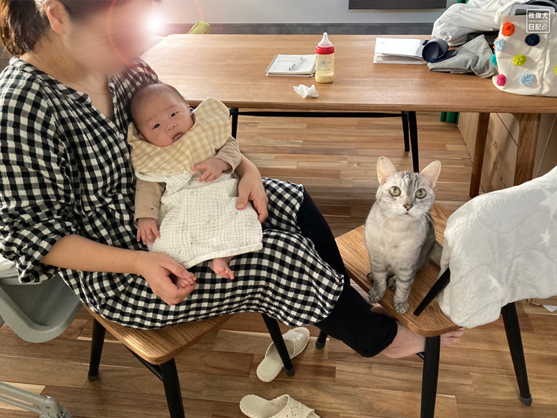 乳児と天然猫