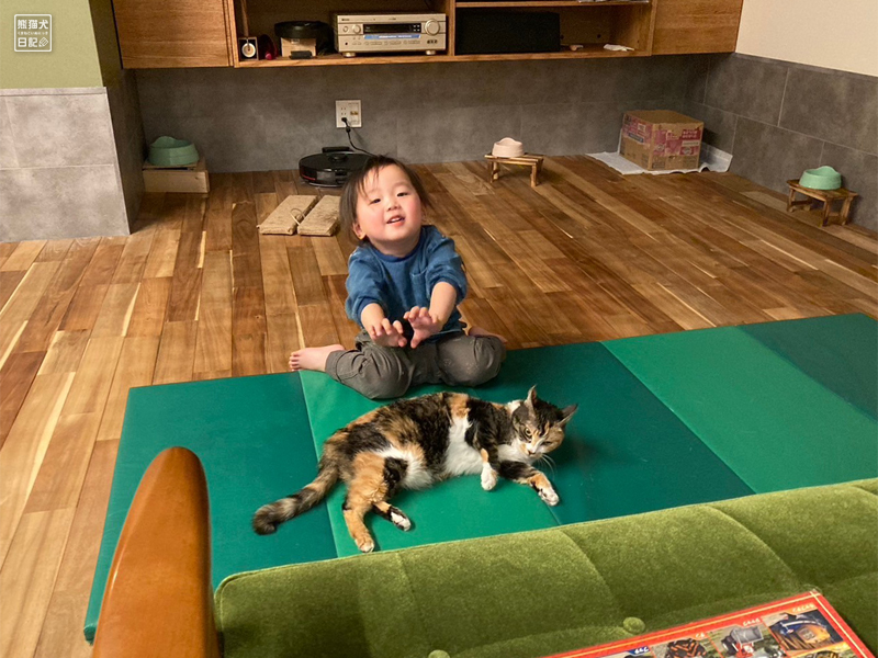三毛猫と三歳児